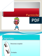 Furnicile