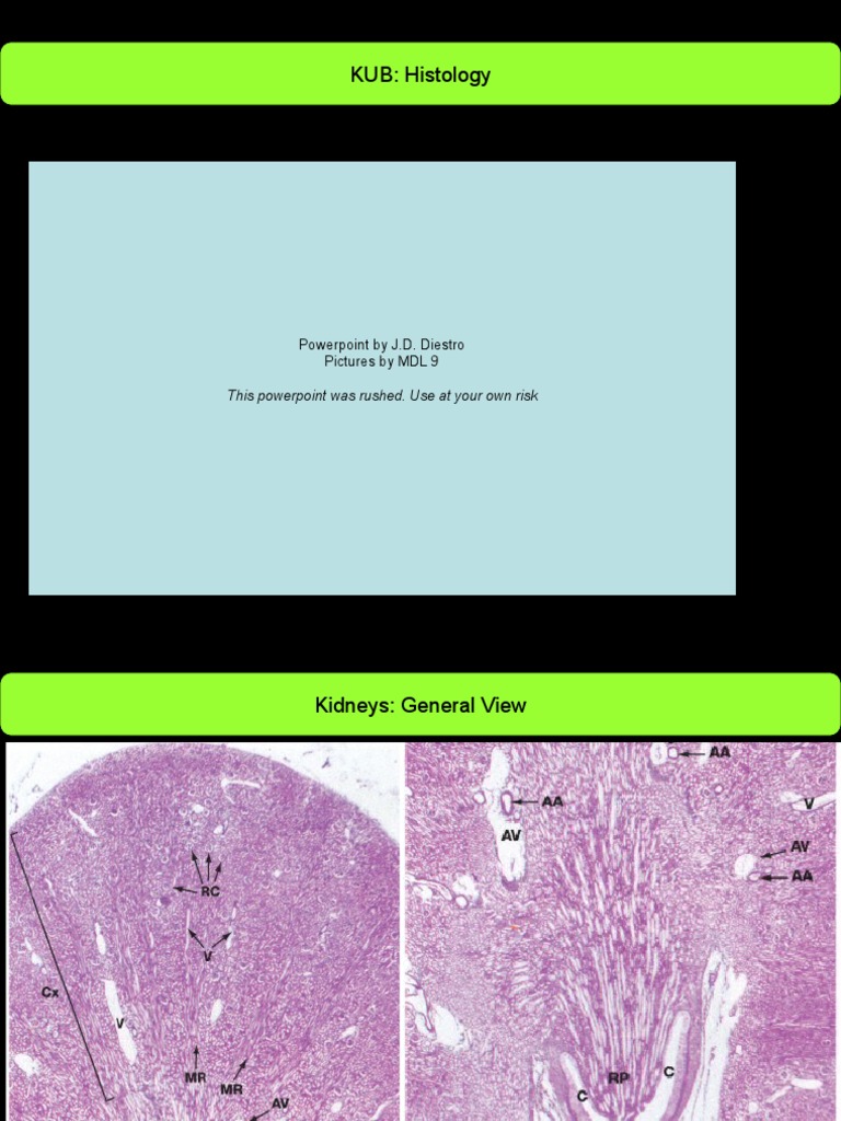 Kidney Histology Overview Guide | PDF | Kidney | Genitourinary System