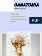 Sistema nervioso central bulbo protuberancia cerebelo