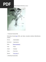 Download Morfologi Dan Klasifikasi Tanaman Padi by Septian Edi Siswanto SN172057417 doc pdf