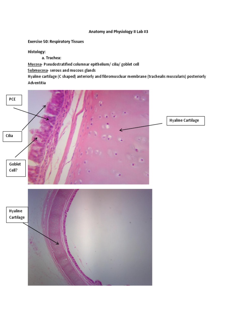 Anatomy intelligence overview