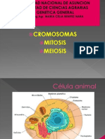 Cromosmas-mitosis y Meiosis