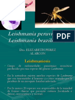 Leishmaniosis-2013 chorrillos