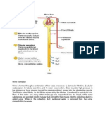 Urine Formation