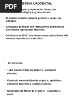UROGENITA