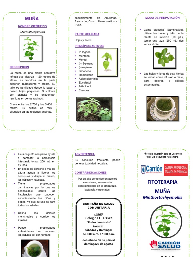 Propiedades medicinales y uso tradicional de la planta muña | PDF