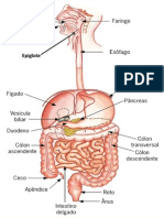 TRANSPARÊNCIAS de SISTEMA DIGESTIVO