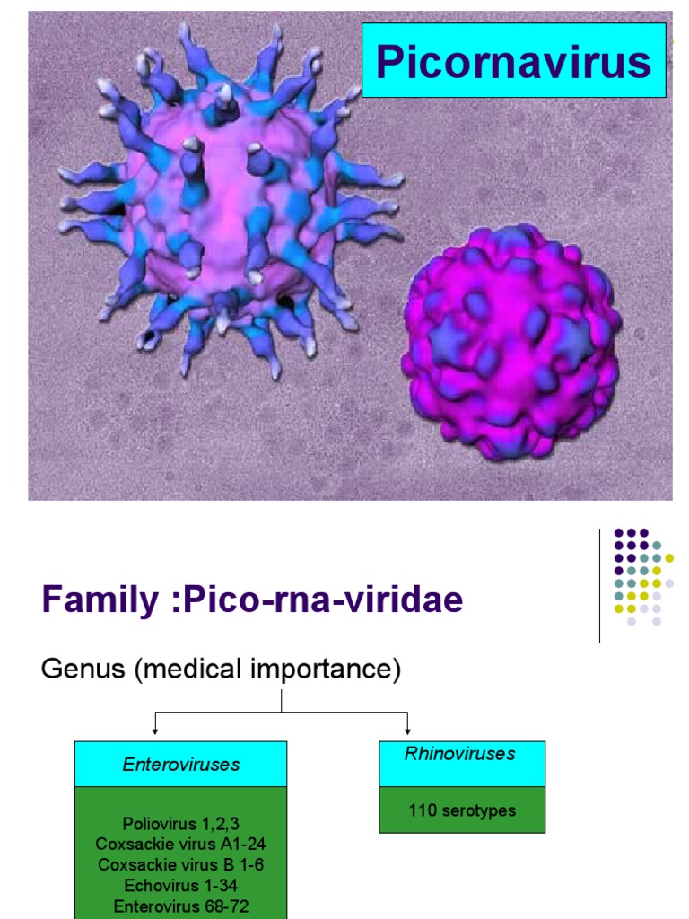 Pi Corn A Virus | PDF | Poliomyelitis | Animal Viral Diseases