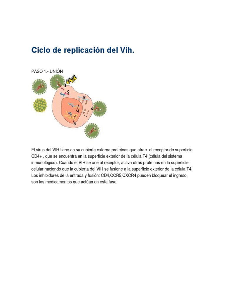 Ciclo de replicación del Vih PDF Virus La transcriptasa inversa