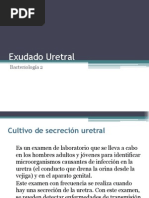 Exudado Uretral