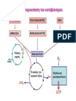 Λειτουργια Μεταβολισμου