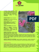 Oleandro PDF