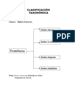 Frambuesa, Taxonomia