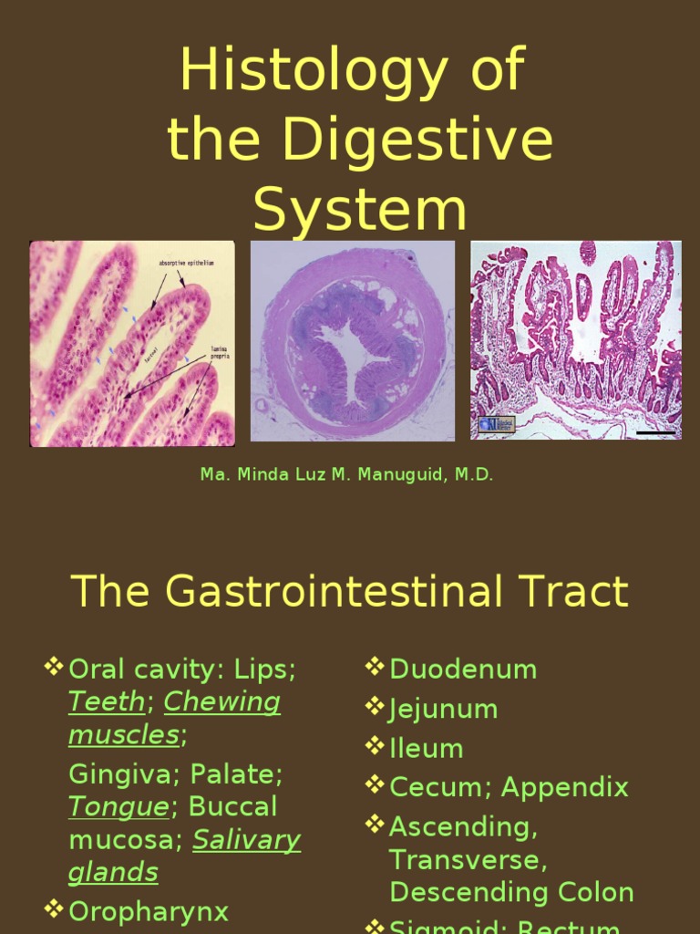 Histology of The Digestive System: Ma. Minda Luz M. Manuguid, M.D | PDF ...