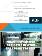 Proyecto Micropropagacion de Cultivo in Vitro de Cafe