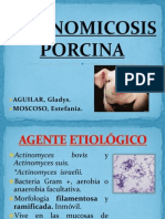 Final Actinomicosis Porcina