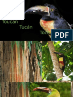 Toucanes Tucanes Tocos
