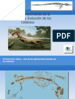 Paleontologia Evolucion Cetaceos2009