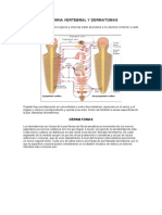 Columna vertebral, dermatomas y su relación con órganos internos