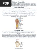 Sistema Esquelético
