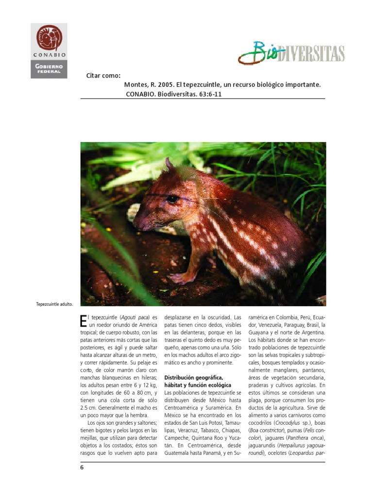 Tepezcuintle | PDF | Carne | Conservación