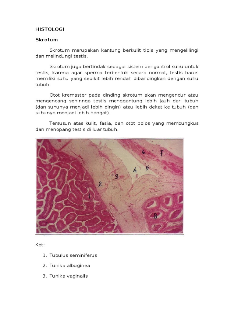 Histologi Testis dan Skrotum Manusia | PDF