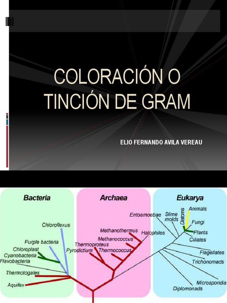 Importancia de la Tinción de Gram | PDF | Tinción | Bacterias Gram ...