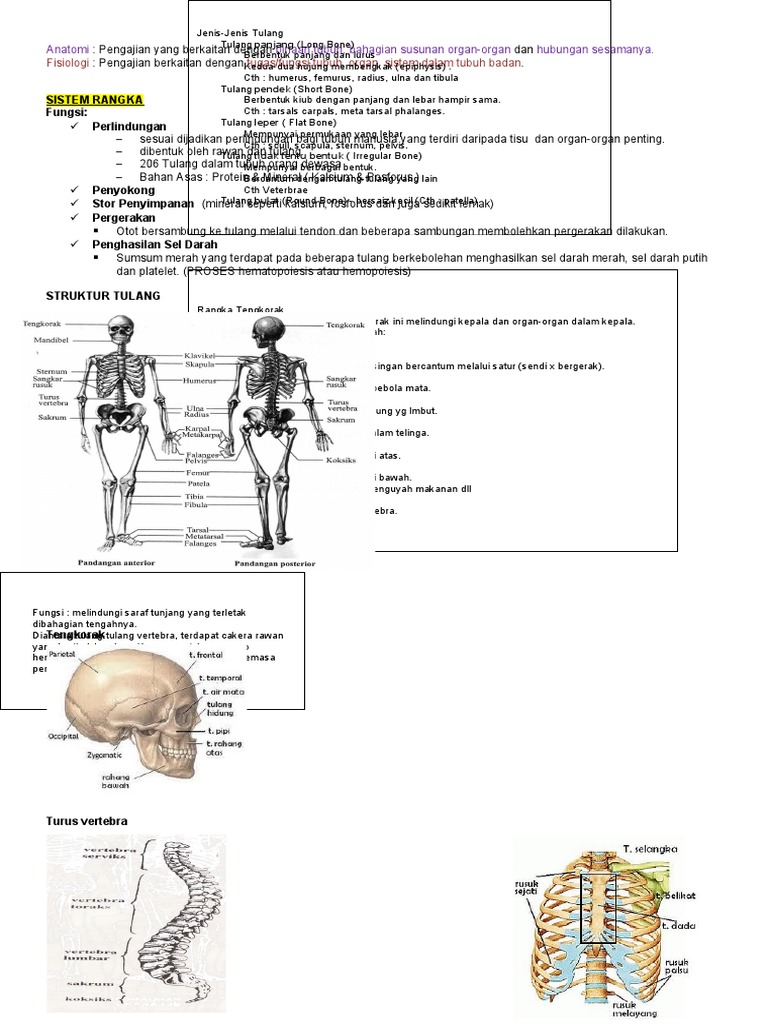 Anatomi Nota Ringkas EXAM