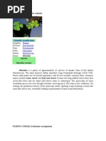 Download Daun semanggi by Lia Savitri Romdani SN173342824 doc pdf