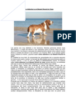 Cómo Adiestrar A Un Basset Hound