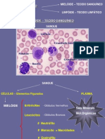 Apresentação1 Tecido Hematopoiético