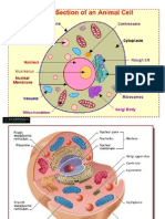 Cell Structure II