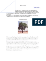 Arbol de Neem