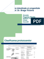 Curs II Protozoare Intestinale - Ĺ-Żi Urogenitale