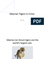 Siberian Tigers in Crisis