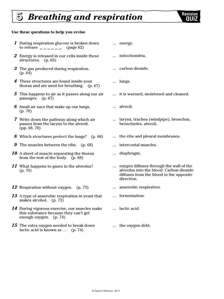 Breathing and Respiration: Use These Questions To Help You Revise | PDF