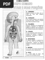 Corpo Orgaos e Sistemas Fichas de Estudo