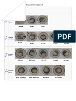 Timeline and Stages of Embryonic Development: Zygote Period