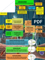 Clasificacion de Neuronas Sumiko