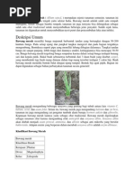 Download bawang merah by Yunus Septiawan SN173846583 doc pdf