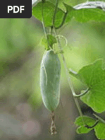 Download TIMUN MUNGIL Coccinia grandis by yudhot14 SN173869977 doc pdf