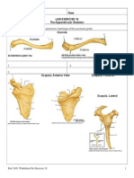 Name Date Lab Exercise 10 The Appendicular Skeleton Objective 1: Identify The Bones and Bone Markings of The Pectoral Girdle. Clavicle