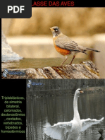 Classe Das Aves