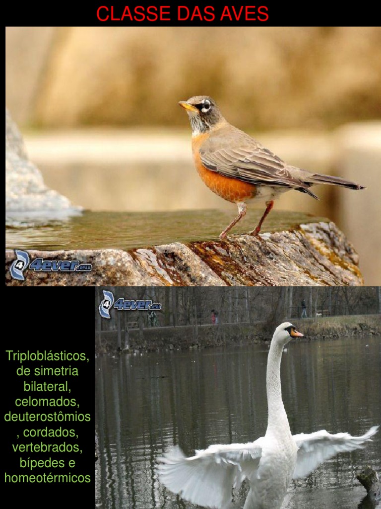 Classe Das Aves | PDF | Pena (pássaro) | Aves