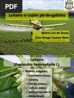 TRABALHO MPI -leiteiro e capim-pé-de-galinha