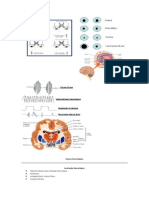 Propedeutica Neurologica Completo