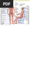 Appendix 5 Ulna Length Chart Updated | PDF | Joints | Primate Anatomy