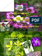 brassicaceae.pdf