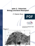 Chapter 3 Osteoclast Biology and Bone Resorption