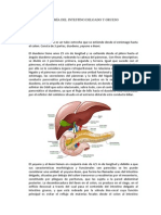 Anatomía Del Intestino Delgado y Grueso